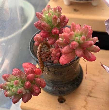 多肉花怎么養(yǎng)護(hù)