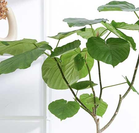怎么養(yǎng)綠植