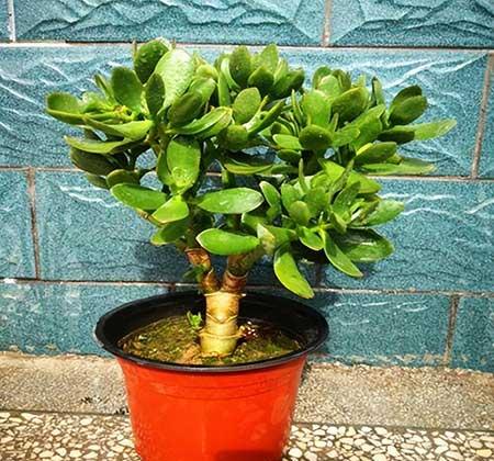 適合臥室養(yǎng)殖的綠植