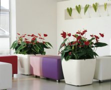 北京豐臺(tái)區(qū)花卉綠植租擺