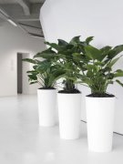北京朝陽(yáng)商務(wù)綠植租擺