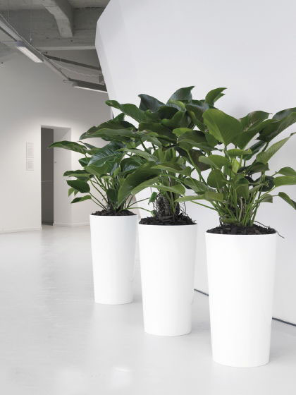 北京朝陽(yáng)商務(wù)綠植租擺